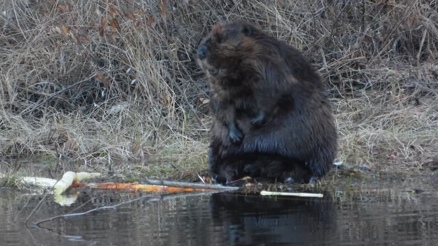 Wet Beaver Scratching and Cleaning Itself on the Shore of River