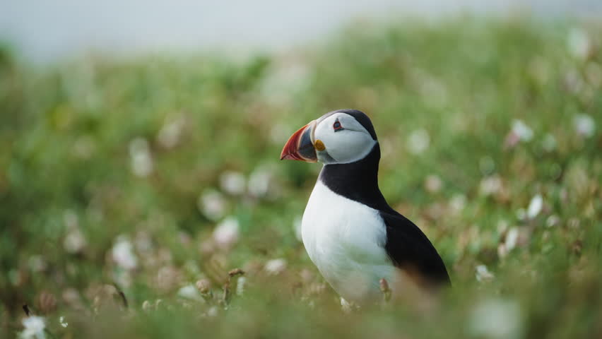 Puffin flapping wings, close up telephoto shot, sunny day, slow motion