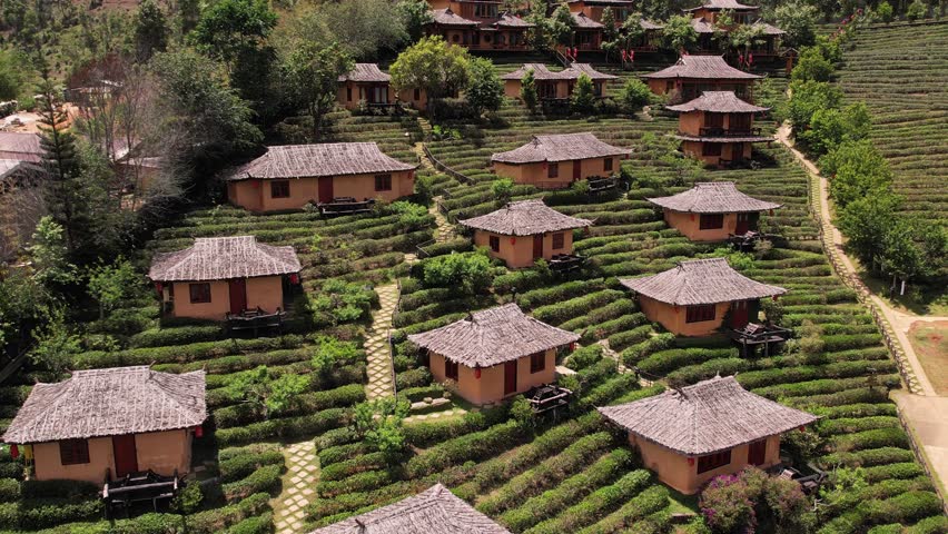 Aerial view of charming tea plantation houses in Chiang Rai, Thailand. Traditional architecture nestled amongst vibrant tea terraces. Serene landscape, ideal for tourism and relaxation.
