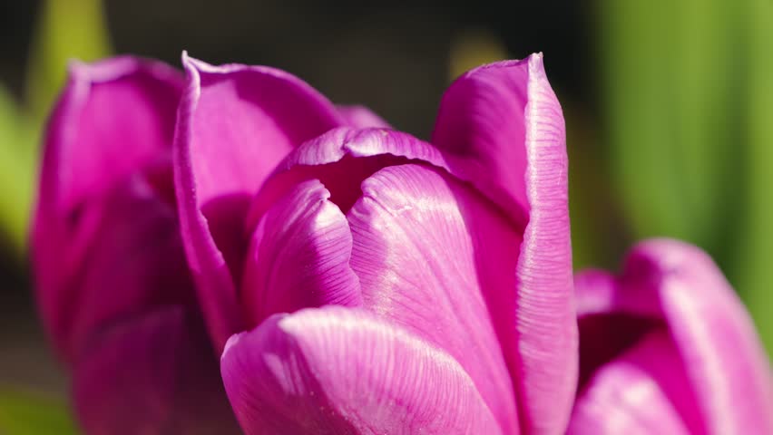 Close-up of purple tulip buds in the sun rays. High quality 4k footage