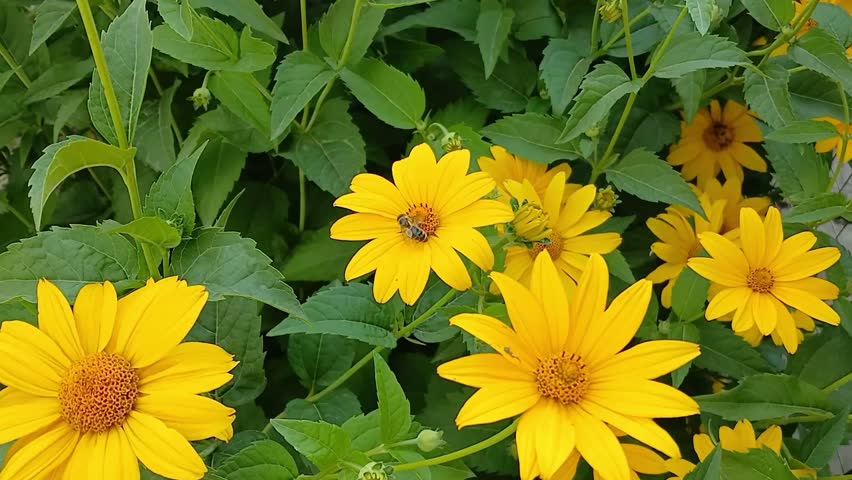 A bee collects honey on a yellow flower