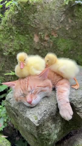 Cute Cat and Ducklings on Mossy Rock