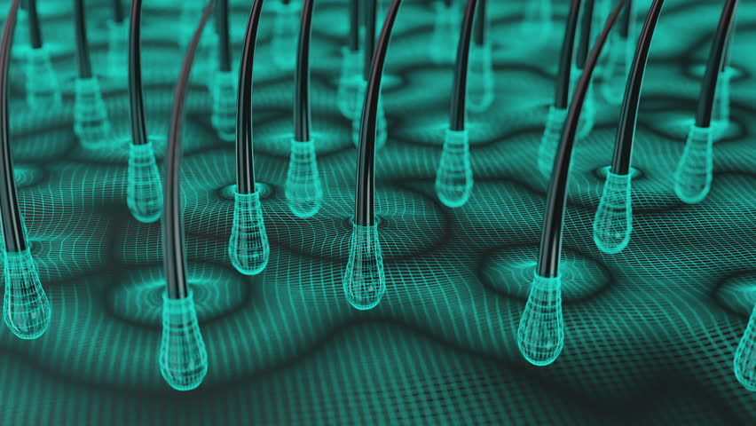 High-quality 3D animation showing close-up view of hair follicles and scalp structure. Ideal for medical, skincare, or biotechnology presentations.