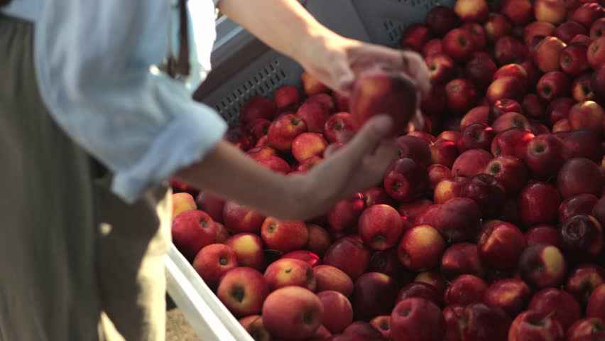 Experienced farmer carefully selecting ripe red apples during autumn harvest, meticulously sorting high-quality produce in large grey bins within expansive orchard landscape