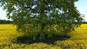 Aerial of lone tree in vibrant yellow rapeseed field from above - Powered by Shutterstock - Get 15% off with code: PIKWIZARD15