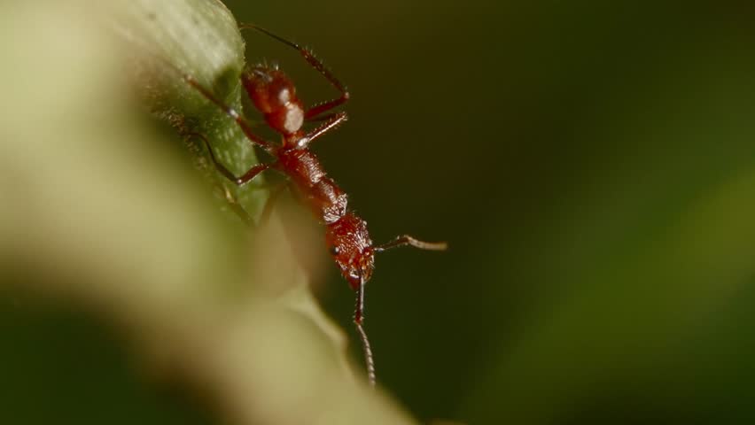 Red leafcutter ant on a branch, close-up showing details of the insect in nature