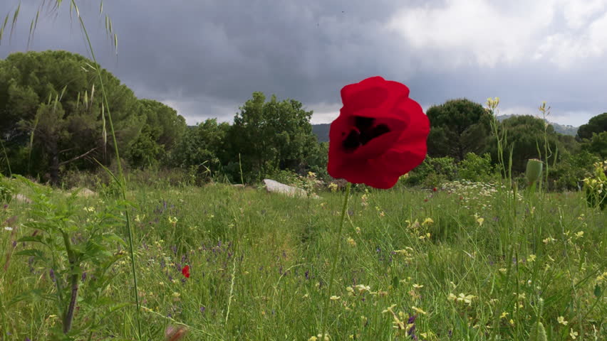 Bright red poppy flowers growing in a lively green field with other wild plants and flowers.
