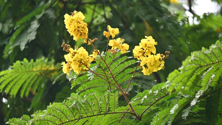 Peltophorum pterocarpum flower. Its other names copperpod, yellow flamboyant, yellow flametree, yellow poinciana and yellow flame. This  is a species of Peltophorum. 
