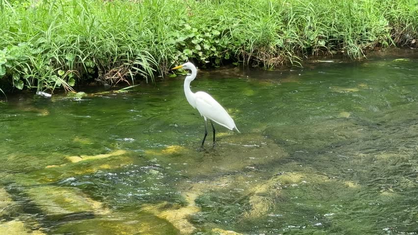 A natural view of Cheonggyecheon Stream in Seoul, South Korea, and the various birds that live there.