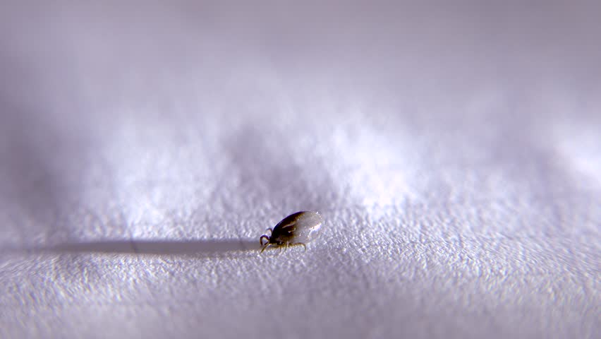 A tick removed from a human on a white sheet of paper