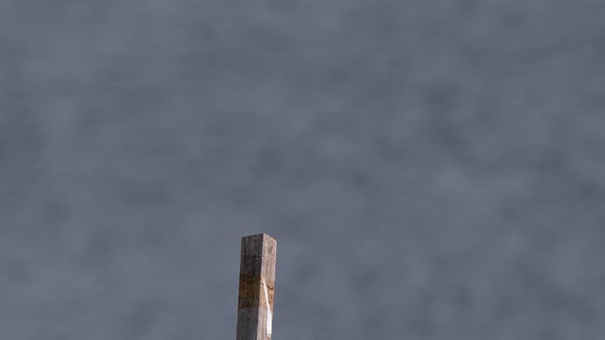 Loggerhead shrike eating a bug