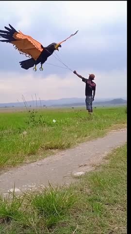 Man flying a large, realistic eagle-shaped kite in a rural field under a cloudy sky. Captures the joy of outdoor recreation and traditional kite flying.