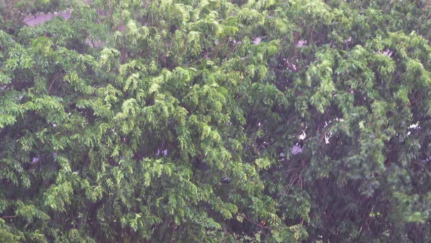 The beginning of the rainy season. A tropical downpour, blirt. The monsoon wind shakes the trees violently, Indonesia