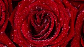 Red rose flowers with water dew drops circle rotation close up top view - Powered by Shutterstock - Get 15% off with code: PIKWIZARD15