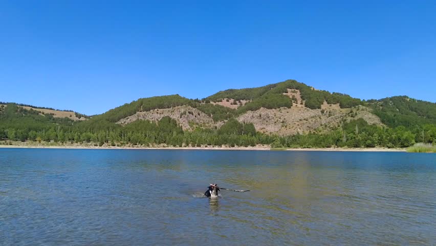 An Entlebucher Mountain Dog plays with a stick in a crater lake during a morning swim!