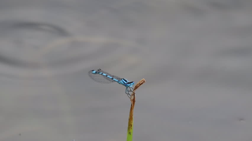 Blue dragonfly resting on a thin plant stem above water.