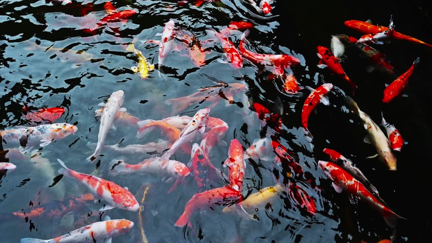 Colorful fancy carps or koi fishes swimming in a pond. Beautiful color japanese koi fish. Koi carp fish swarm many colorful fishes in water.