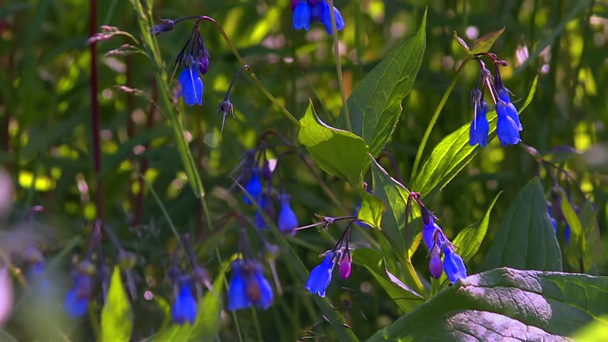 Blue bell‑shaped wildflowers clustered in lush greenery in Denali national park, Alaska