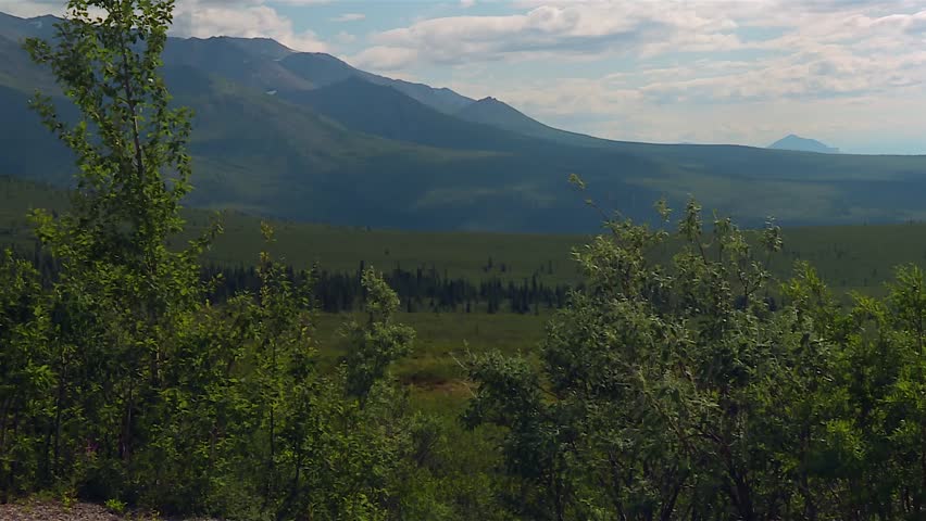 Wide forested hillside in summer light with tall pines and distant slopes, Alaska
