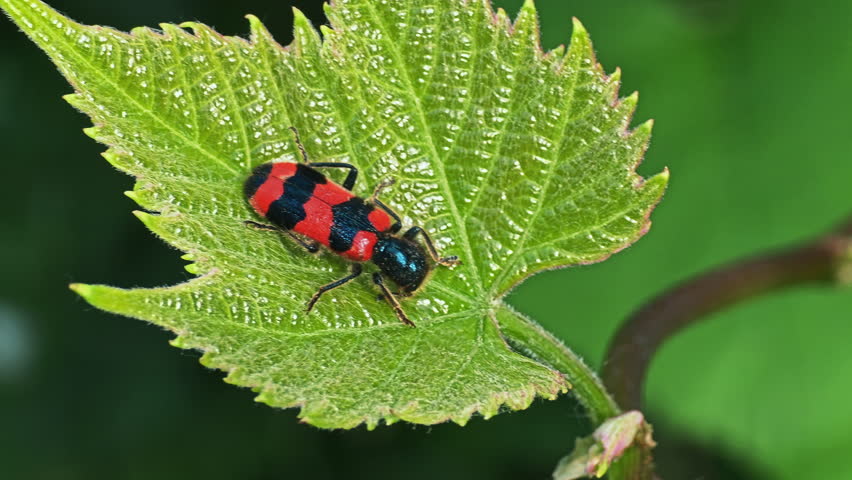 Macro close-up of checkered beetle Trichodes apiarius with red and black markings on grapevine leaf, vibrant insect detail in natural environment during sunny summer day
