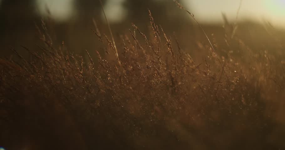 Tall summer grasses in wilderness backlit by golden sunrise light, arc shot