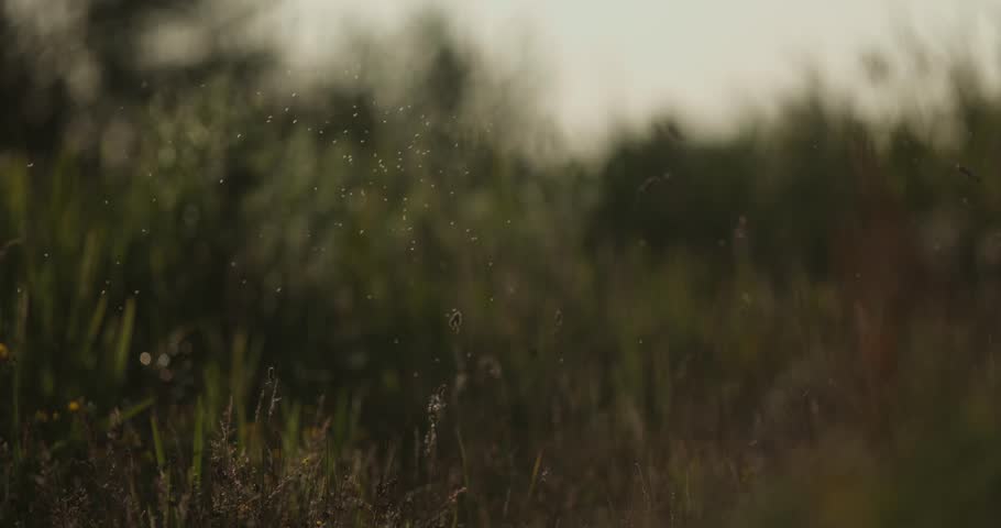 Shutterstock Video