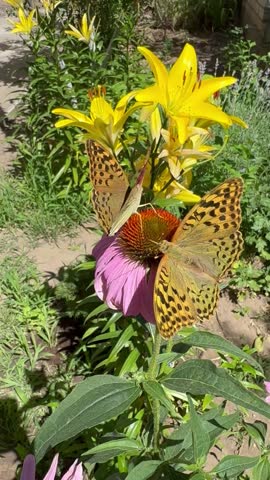 Two butterflies on an echinacea flower. Pandora Fritillaries or Silver-washed Fritillaries, Latin name Argynnis paphia. Butterfly with orange-black wings on a purple flower. Close-up, macro.