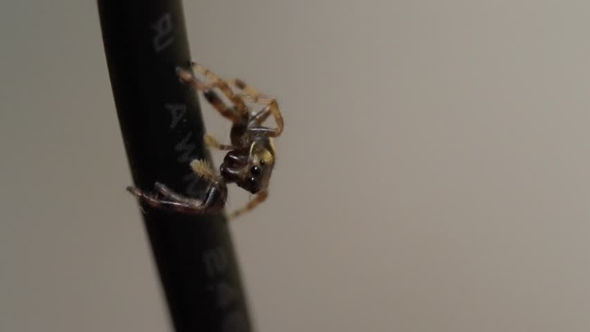 Hairy jumping spider moving slowly. Close-up video of a small creature.
