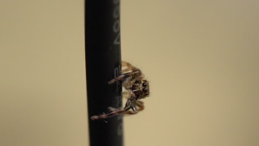 Portrait of a jumping spider. Macro view of its large, curious eyes.