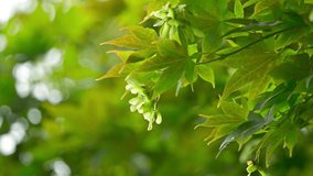 Green Maple Tree Samaras (Seeds) Hanging Amidst Lush Leaves - Powered by Shutterstock - Get 15% off with code: PIKWIZARD15