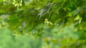 Green Maple Tree Samaras (Seeds) Hanging Amidst Lush Leaves - Powered by Shutterstock - Get 15% off with code: PIKWIZARD15