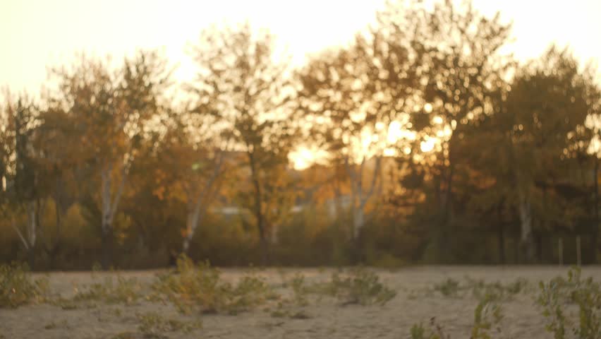 A capture of an autumn forest illuminated by golden light. Perfect for conceptual videos, nature promos, and advertisements showcasing the beauty of the fall season and tranquility.