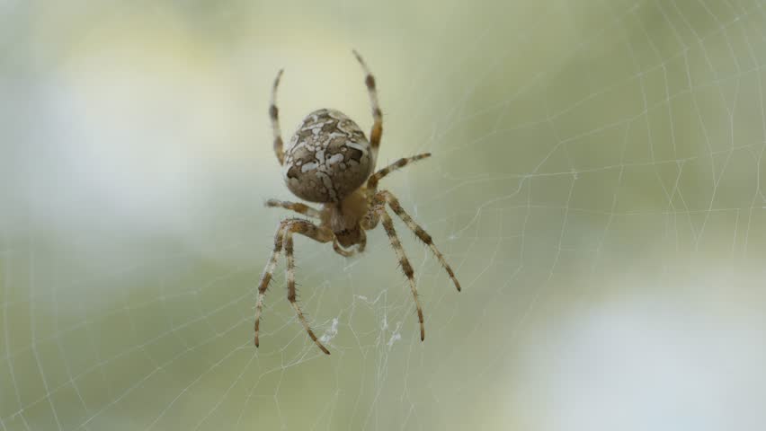 Detailed close-up of a garden spider (Araneus diadematus) on its intricate web. Ideal for nature, wildlife, biology, fear, Halloween, or educational and conceptual stock footage use.