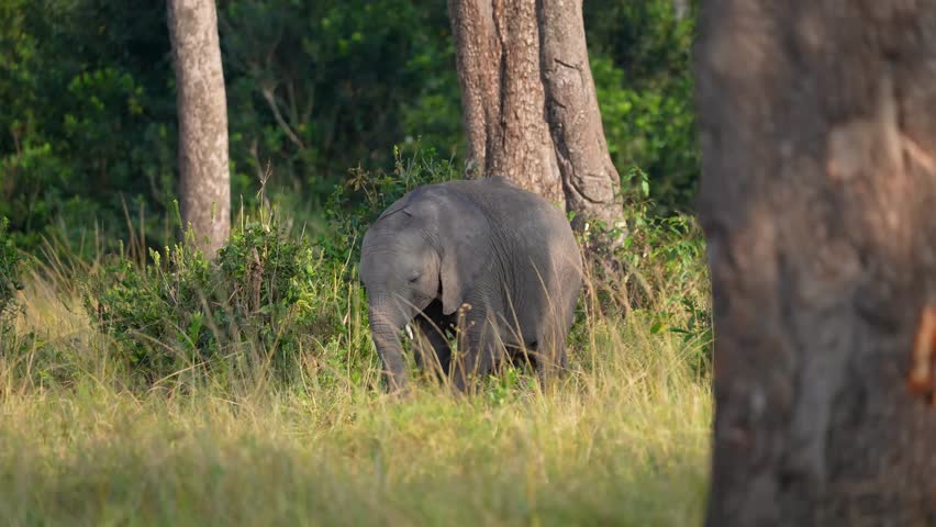 African elephant calf (Loxodonta africana) walking out of the forest alone whilst grazing