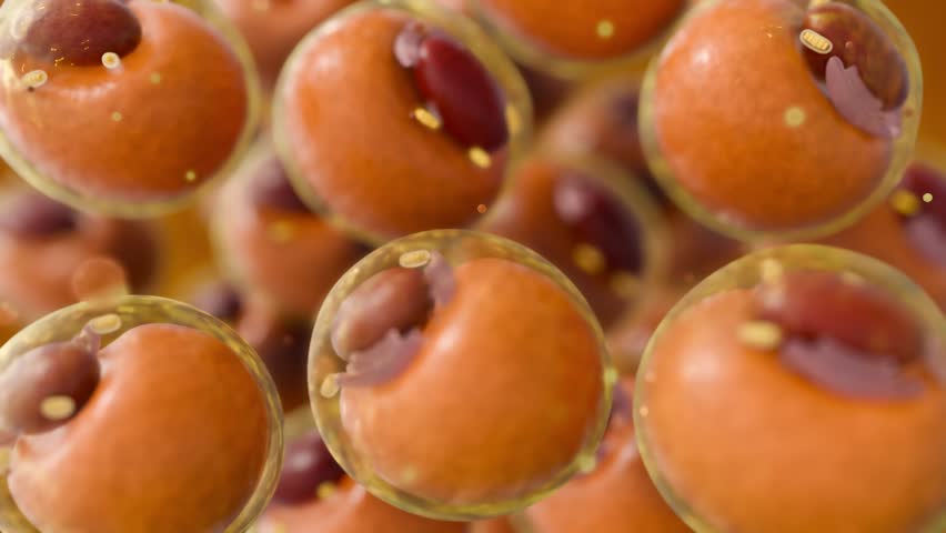 3d animation of Adipocytes, also known as lipocytes and fat cells. Isolated white adipose cells.