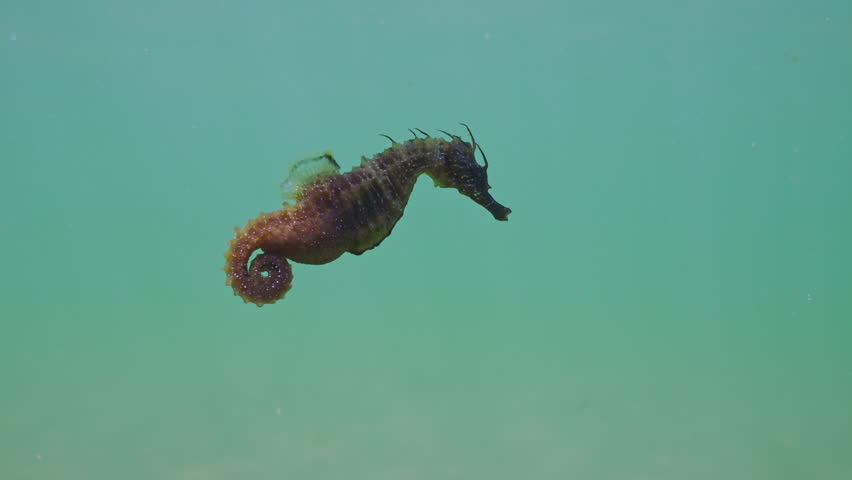 Close up of pregnant male Seahorse swimming in mid-water high above send seabed, Slow motion, Follow shot, Long Snouted Seahorse (Hippocampus guttulatus)