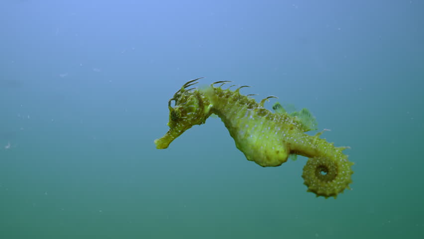 Close up of beautiful Seahorse floats in the water column, Slow motion, Follow shot, Long Snouted Seahorse (Hippocampus guttulatus)