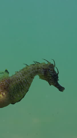 Vertical video, Close up of pregnant male Seahorse swimming in mid-water high above seabed, Slow motion, Follow shot, Long Snouted Seahorse (Hippocampus guttulatus)