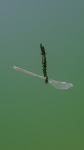 Vertical video, Bottom view of Seahorse holds with tail a big disposable plastic spoon and swimming with it in the water column. Sea horse travels with a plastic spoon in the deep sea