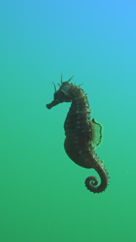 Vertical video, Close-up of a pregnant male Long Snouted Seahorse (Hippocampus guttulatus) swimming in water column on sunny day, Slow motion, Follow shot