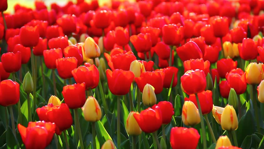 Beautiful Red and Yellow Tulips Stock Footage Video (100% Royalty-free