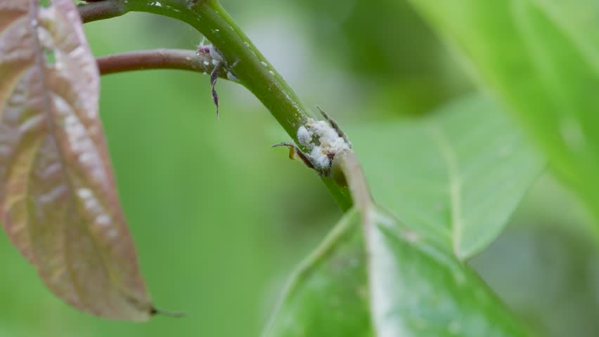 Coccids scale insects attack on tropical tree branch in the garden. They are commonly known as soft, wax or tortoise scales. Mealybug - dangerous small sap sucking pest that destroys trees and plants
