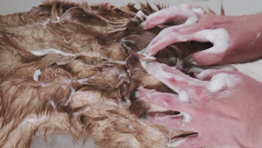 Human hands lather the back of a red and white Welsh Corgi Pembroke with thick foam. Soapy massage movements create suds on the wet fur during the dog’s bath
