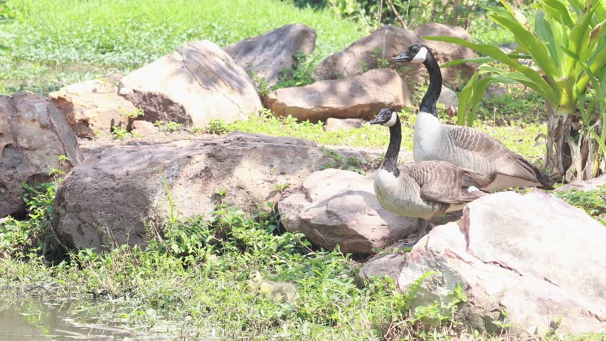 Canadian Goose Family Swimming Together in River.