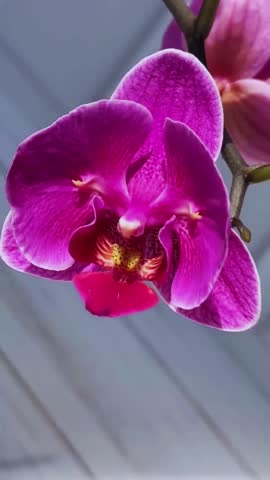  Clean close-up shot pink or purple orchid flowers. Floral background