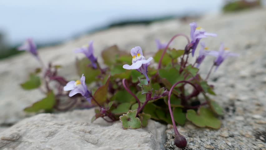 Small purple flowers blowing in gentle breeze