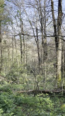 Rocky Top, hiking, vertical video, POV hiking, Great Smoky Mountains, Tennessee, nature walk, mountain trail, trail footage, hiking POV, scenic hike, outdoor adventure, mountain hiking, walking trail
