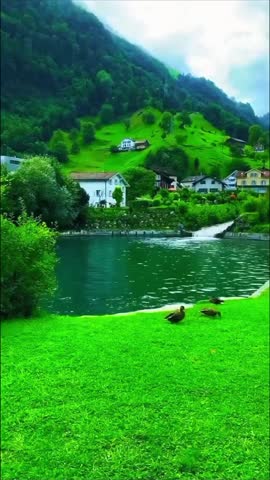 enjoy this beautiful lake view with ducks and green hills. perfect for relaxation and peaceful scenery. watch this amazing video clip and immerse yourself in nature