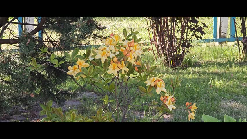 A bush with yellow-orange flowers in a garden on a sunny meadow. Azalea, rhododendron.