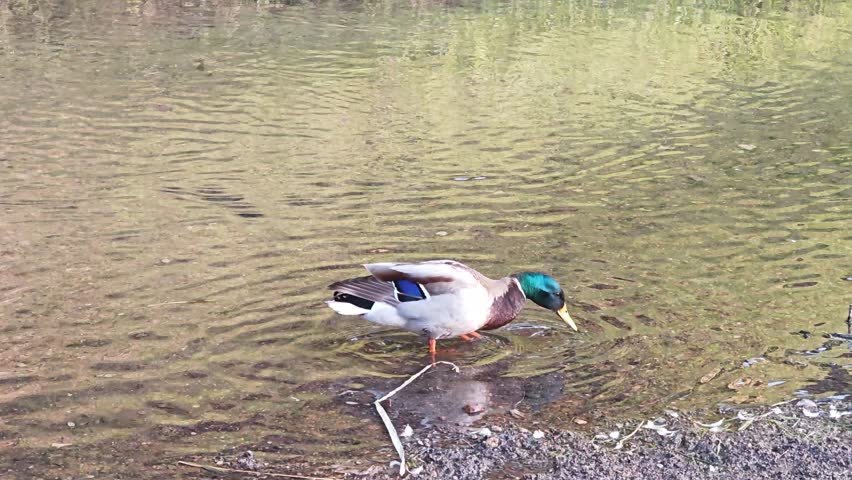 Mallard ducks, crows and other birds on the green grass near the pond, swimming in the water, cleaning their feathers.